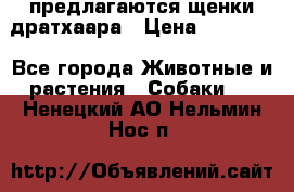 предлагаются щенки дратхаара › Цена ­ 20 000 - Все города Животные и растения » Собаки   . Ненецкий АО,Нельмин Нос п.